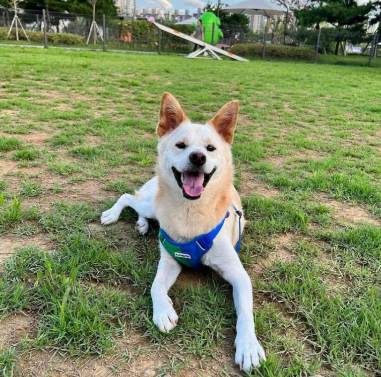 애견 동반 여행지 추천 Top 5 2 애견 동반 여행지